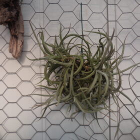 Tillandsias Myosura