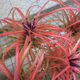 Brachycaulos Breizh Tillandsias