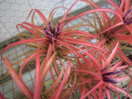 Brachycaulos Breizh Tillandsias