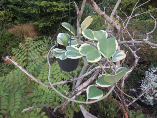 Hoya Kerri