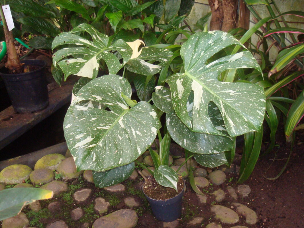 Monstera Taï Constellation