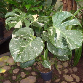 Monstera Taï Constellation