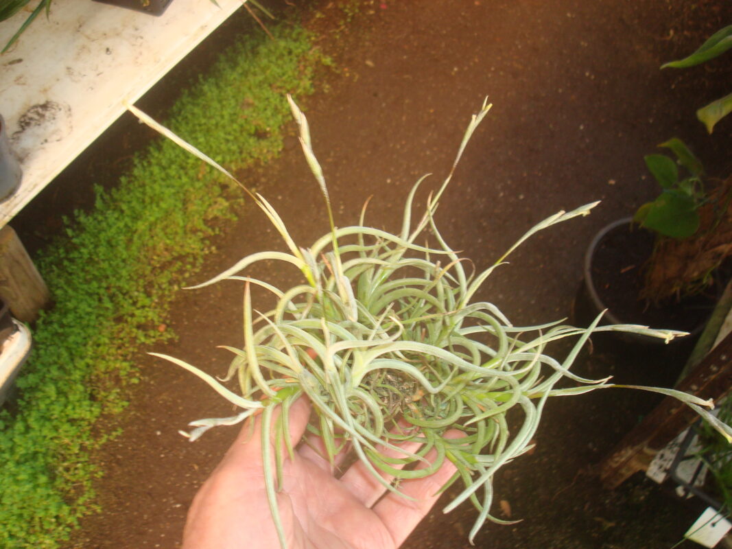 Tillandsia Myosura