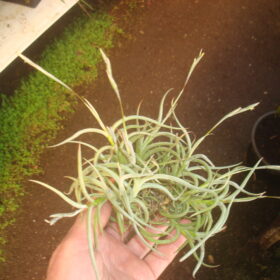 Tillandsia Myosura